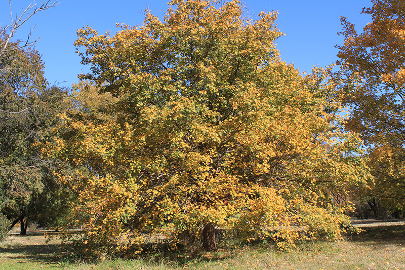 A hedge maple tree turning orange and yellow in the fall.