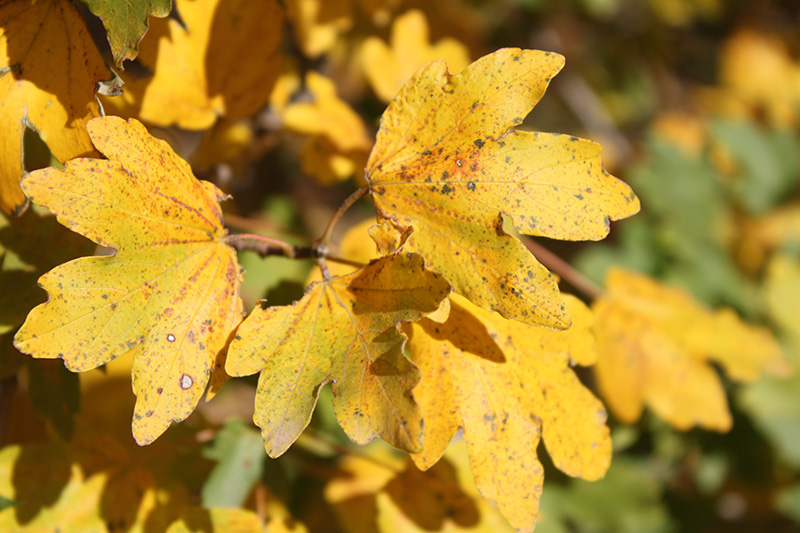 Hedge Maple | Oklahoma State University