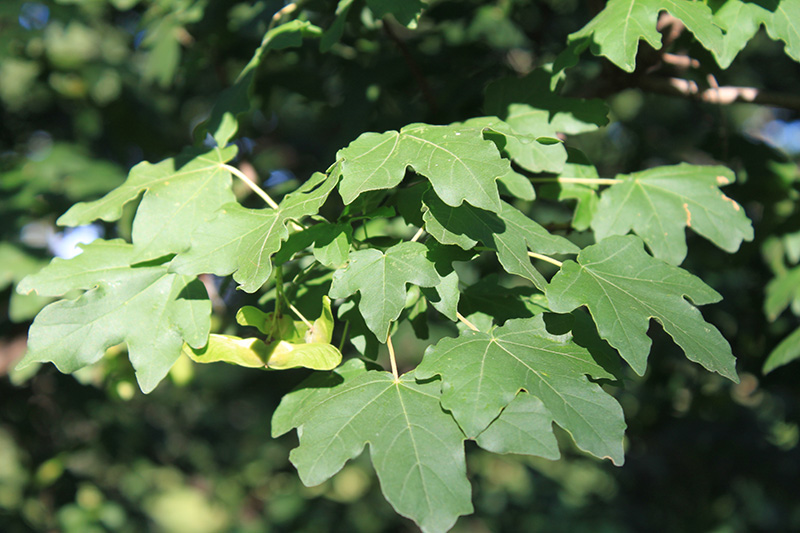A green Hedge Maple leaf.