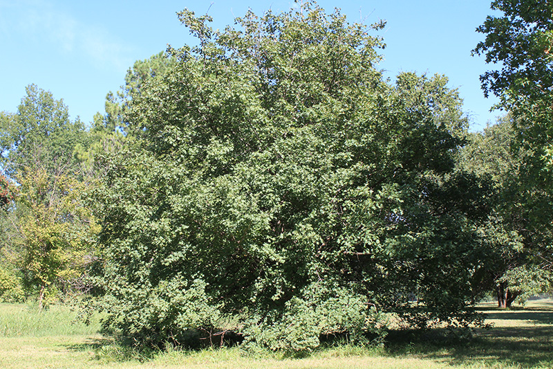 A mature Hedge Maple tree in a field.
