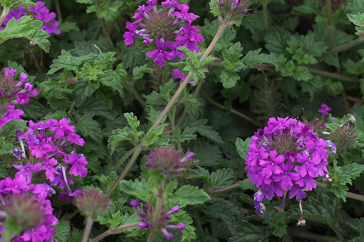 Homestead Purple Verbena Oklahoma State University Homestead Purple Verbena Oklahoma State University