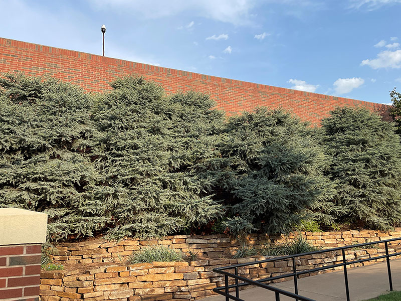 A row of blue cedar trees on a rock wall.