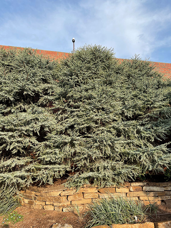 Several blue cedar trees in a rock flower bed.