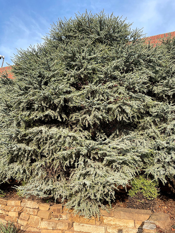 A close up of a blue cedar tree in a flower bed.
