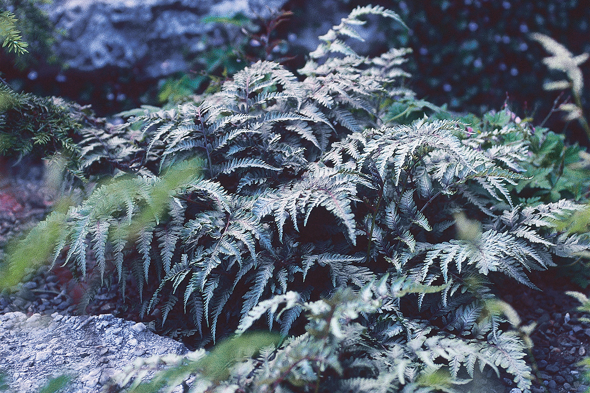 Japanese Painted Fern 