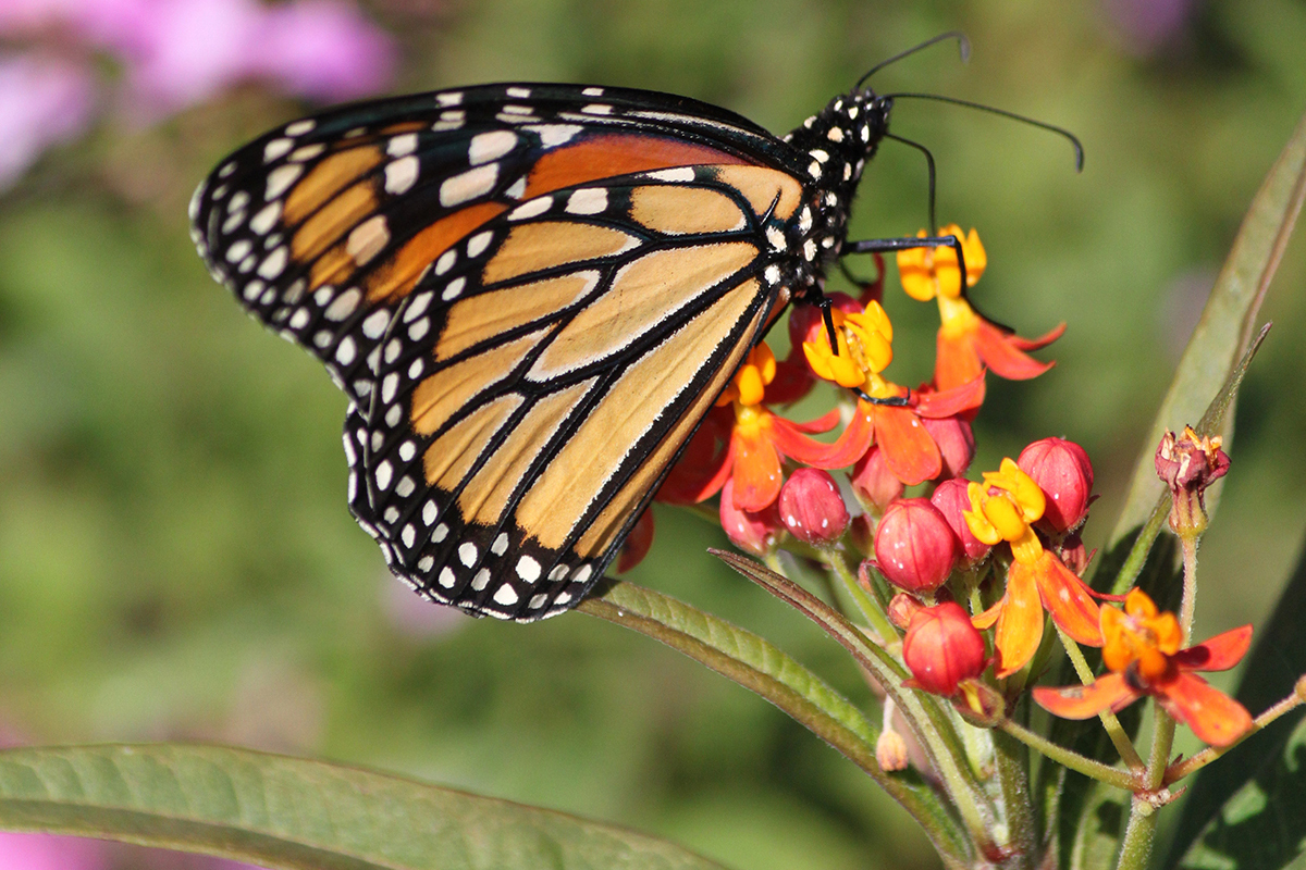 Milkweed 