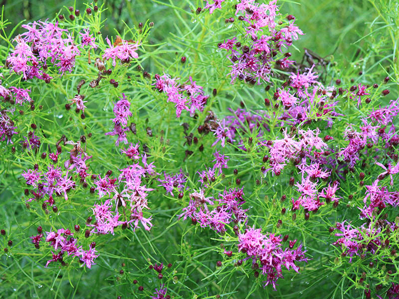 A wildflower field filled with exploding deep purple flowers atop their sturdy upright stems.