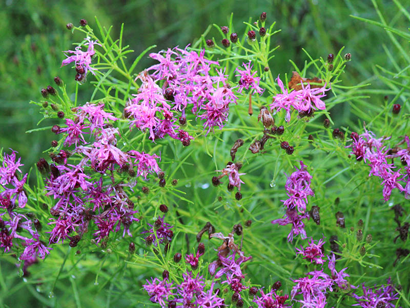 Showy magenta-purple flowers with green stems are in bloom in a field.