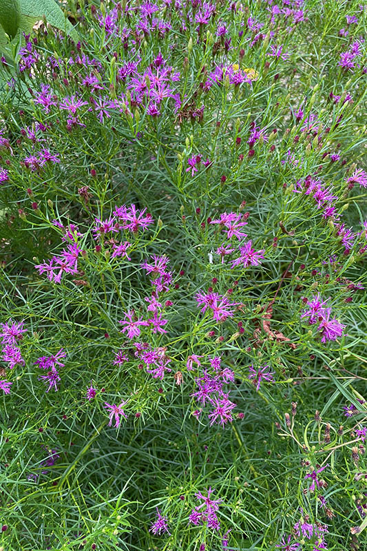 The tops of blooming masses of purple flowers surrounded by their green, feathery stems.