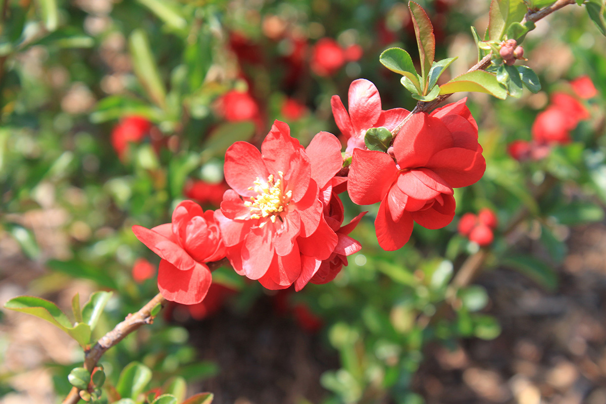 Double Take Series, Flowering Quince | Oklahoma State University