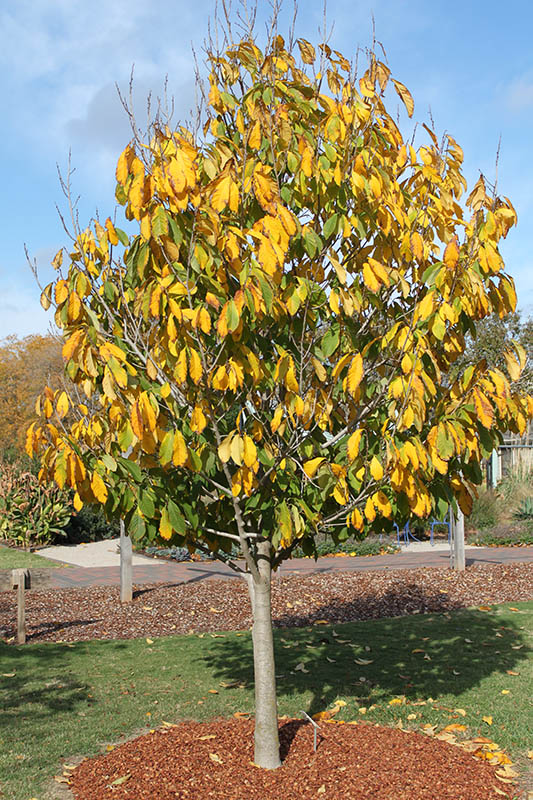Pawpaw Oklahoma State University