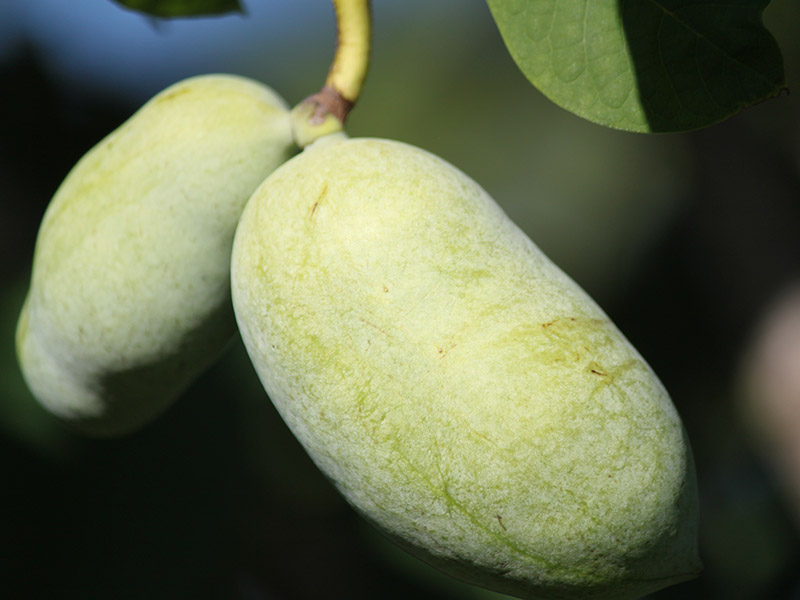 Two oblong green fruits growing off a tree branch.