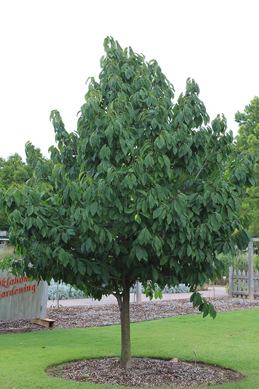 A Pawpaw tree full with green leaves growing in a circular area filled with mulch.
