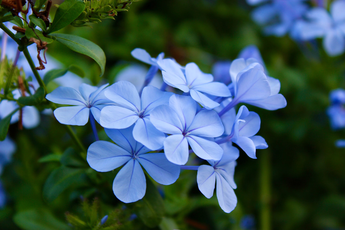 Perennial Plumbago Oklahoma State University