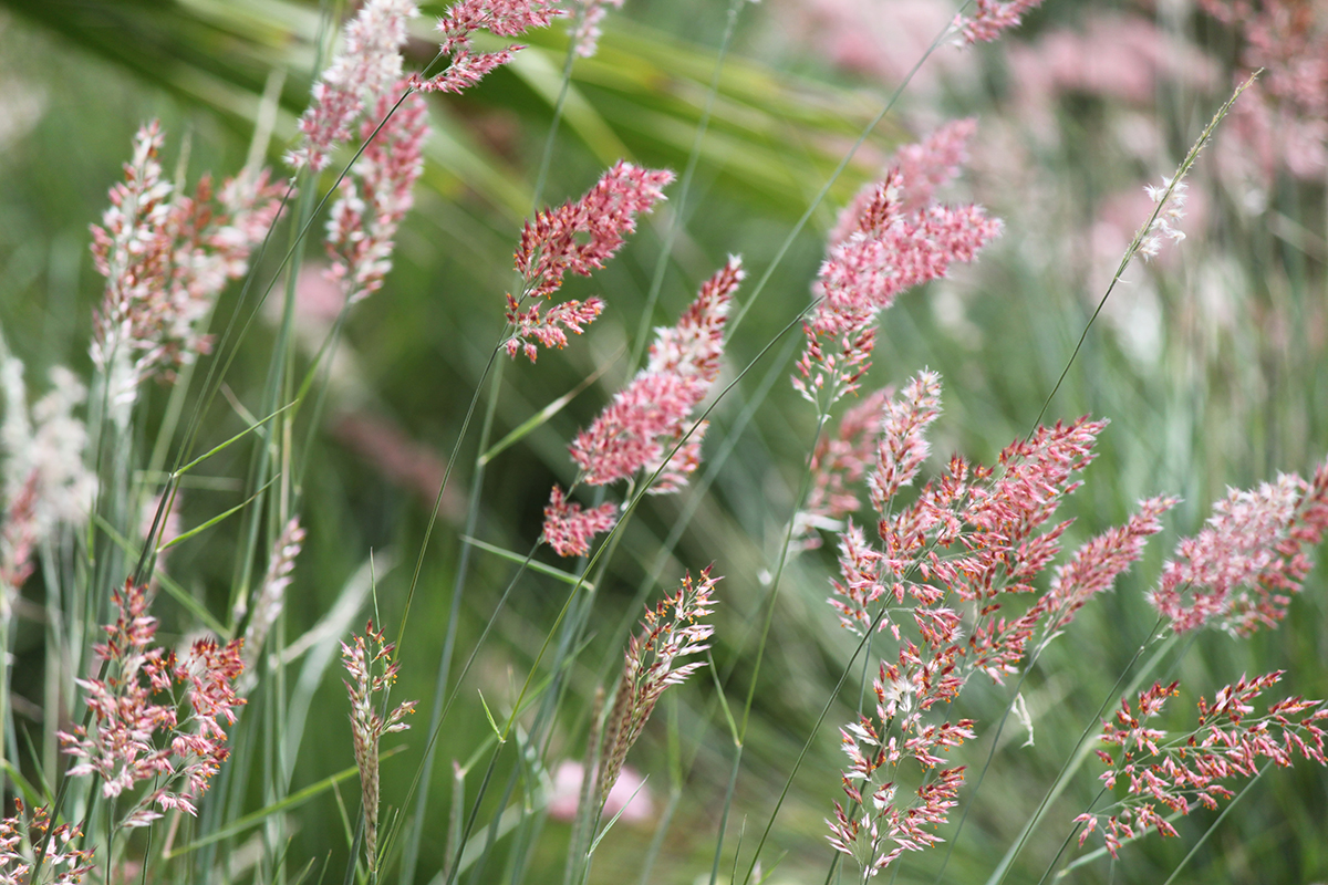 Pink Crystals Ruby Grass | Oklahoma State University