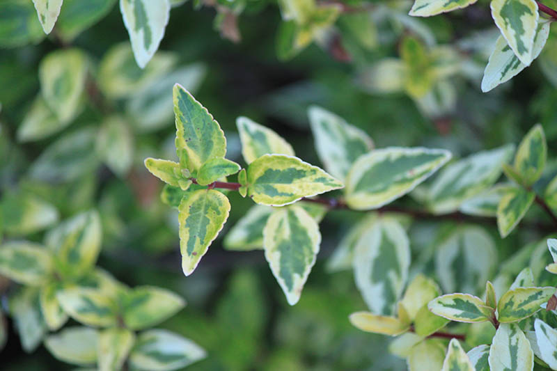 Green leaves with light green edges. Green leaves with light green edges.