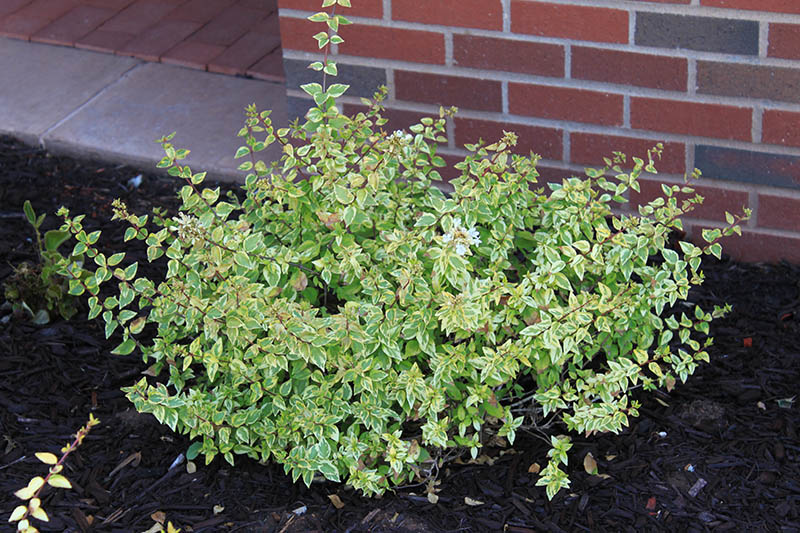 A green shrub growing in a flower bed. A green shrub growing in a flower bed.