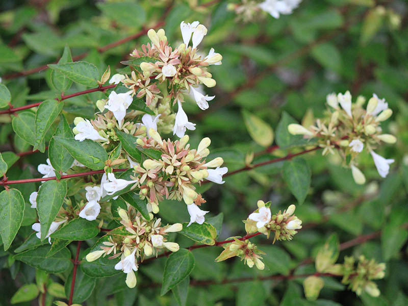Green shrub limbs with white flowers. Green shrub limbs with white flowers.