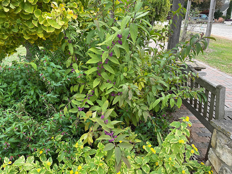 An American Beautyberry plant in a mix of other green shrubs. An American Beautyberry plant in a mix of other green shrubs.