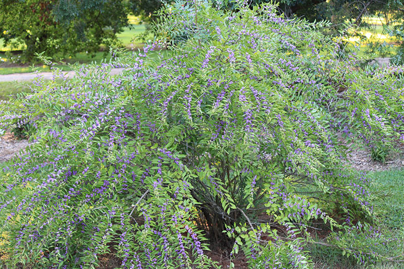 Purple berries and green leaves on a shrub plant. Purple berries and green leaves on a shrub plant.