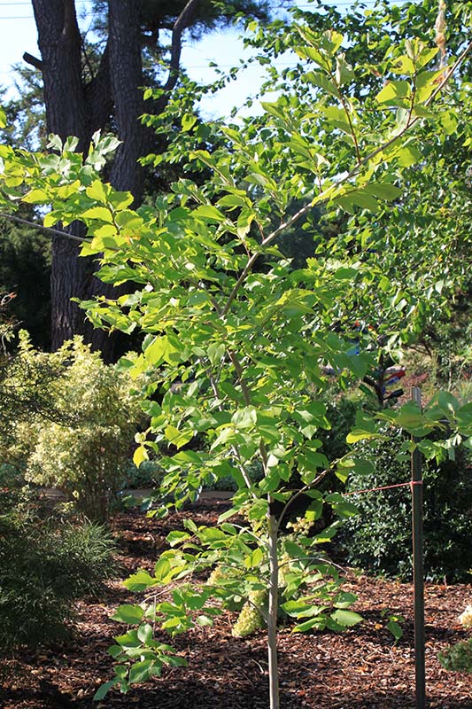 A small tree with green leaves. A small tree with green leaves.