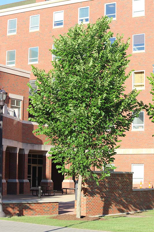 American Elm Collection New Harmony, Princeton & Valley Oklahoma State University