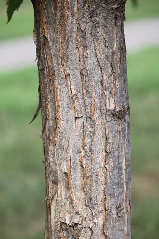 A tree trunk with bark. A tree trunk with bark.