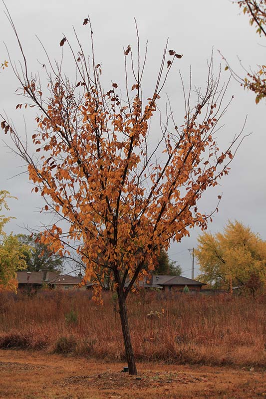 American Elm Collection New Harmony, Princeton & Valley