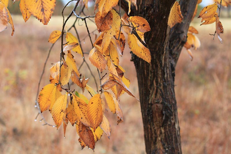 Yellow leaves on a tree branch. Yellow leaves on a tree branch.