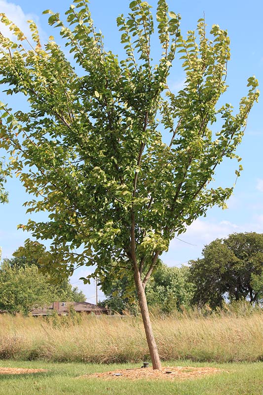 A tree with green leaves and branches that grow upwards. A tree with green leaves and branches that grow upwards.