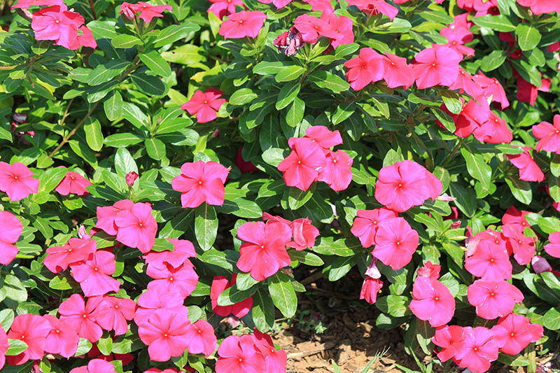 Bright pink annual vinca flowers. Bright pink annual vinca flowers.