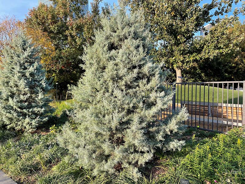 Arizona Cypress Oklahoma State University