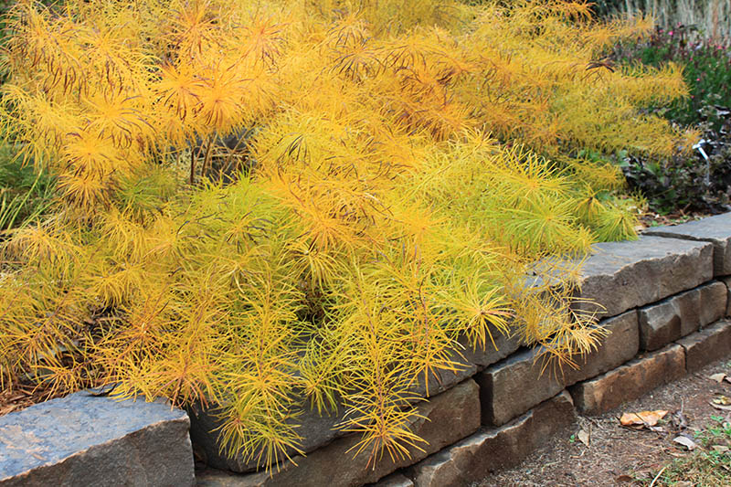 A yellow Arkansas Bluestar plant. A yellow Arkansas Bluestar plant.