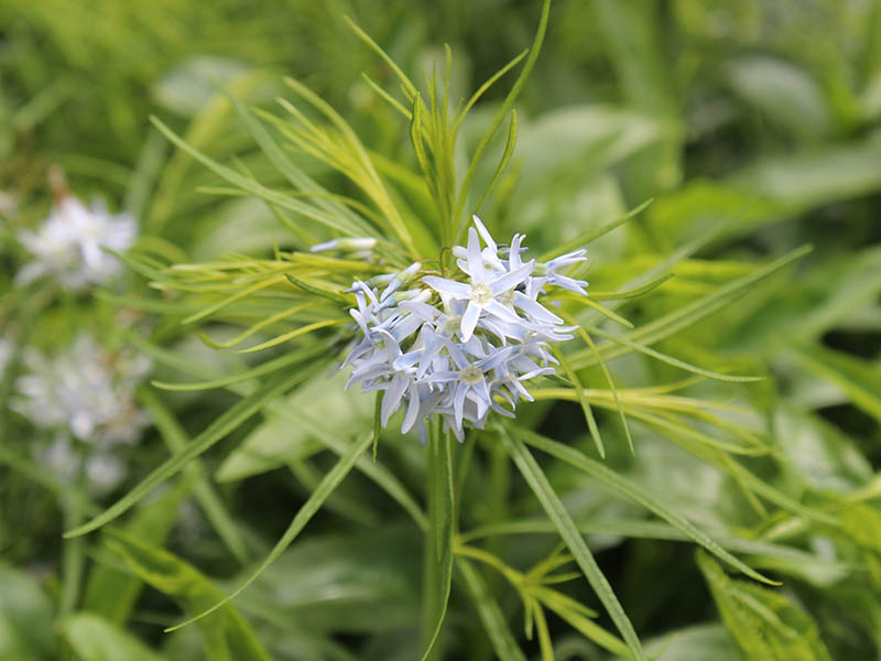 A white flower on a green plant. A white flower on a green plant.