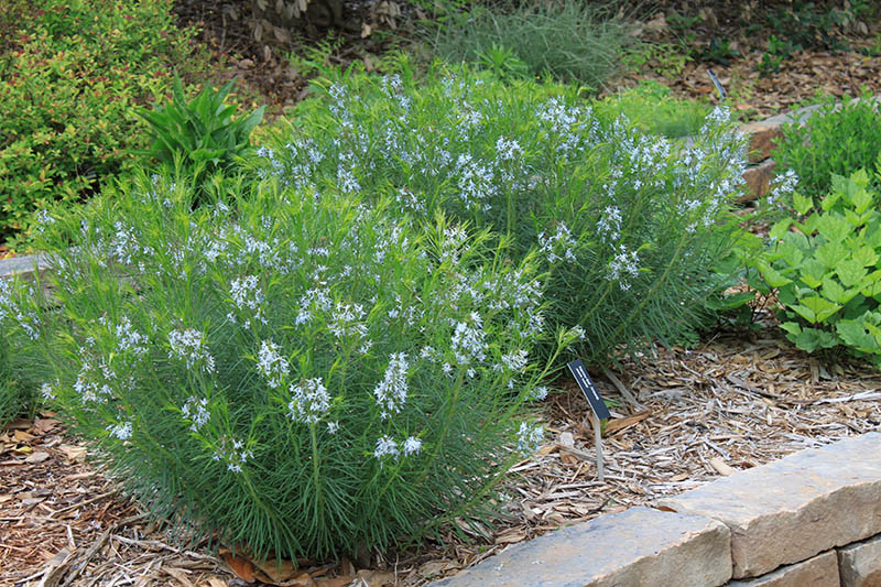 A yellow Arkansas Bluestar plant. A yellow Arkansas Bluestar plant.