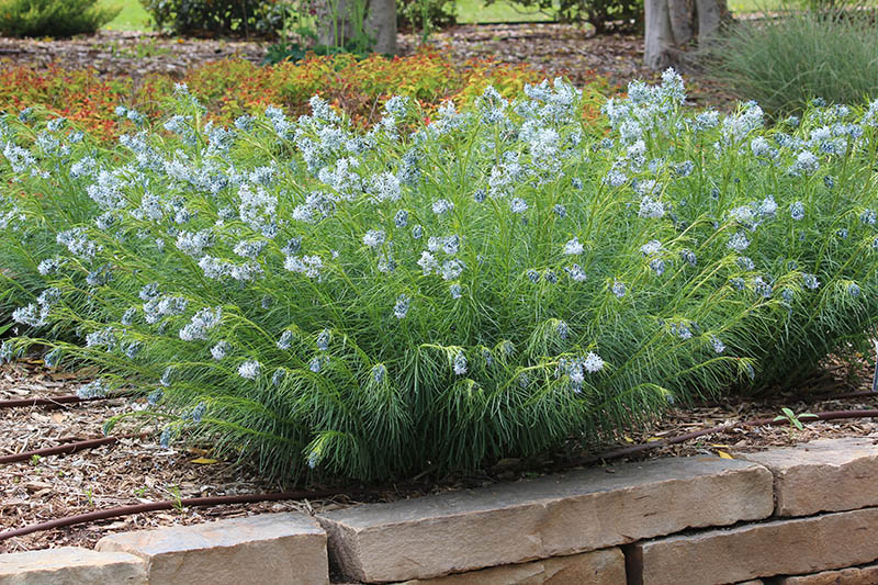 Green plant with white flowers in a flower bed. Green plant with white flowers in a flower bed.