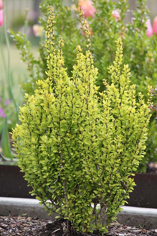 A shrub plant with yellow leaves. A shrub plant with yellow leaves.