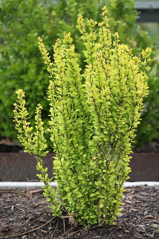 A shrub plant with straight limbs and yellow leaves. A shrub plant with straight limbs and yellow leaves.