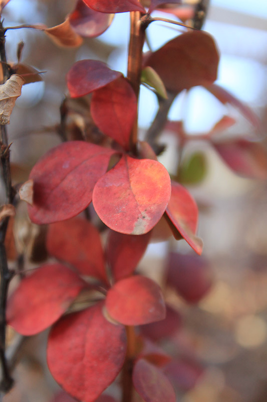 Red leaves on a brown stem. Red leaves on a brown stem.