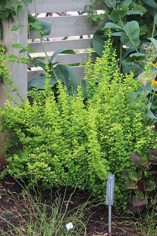 A light green shrub plant in a flower bed. A light green shrub plant in a flower bed.