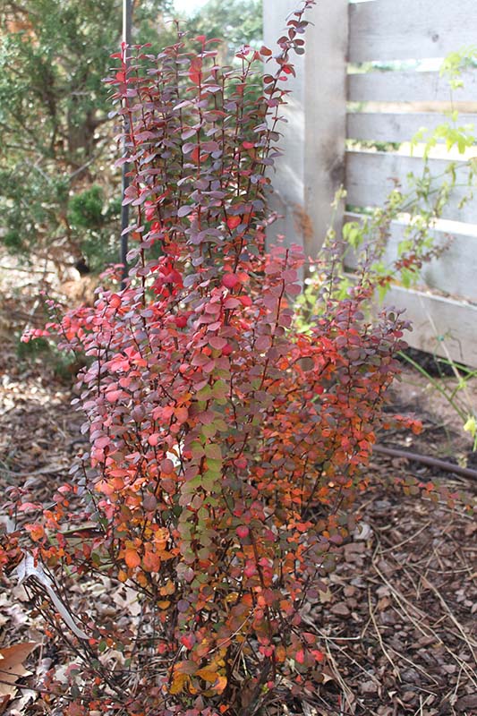 A small shrub plant with red and green leaves. A small shrub plant with red and green leaves.