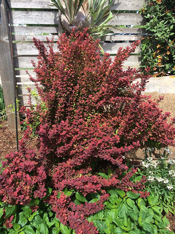 A shrub plant with red leaves in a flower bed surrounded by green vines. A shrub plant with red leaves in a flower bed surrounded by green vines.