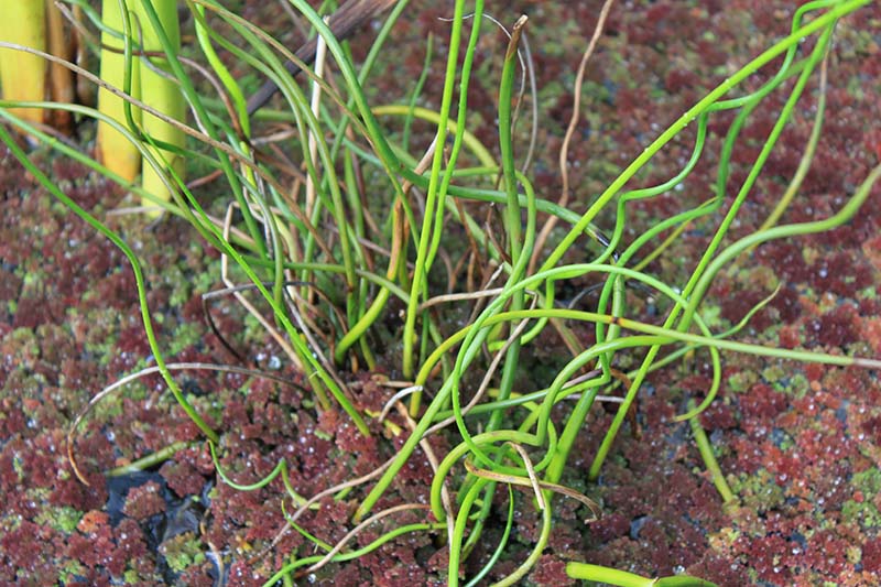 Green stems growing in a pot with water. Green stems growing in a pot with water.