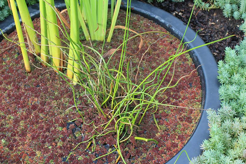 A green plant with thick stems and a green plant with thin stems growing in a pot of water. A green plant with thick stems and a green plant with thin stems growing in a pot of water.