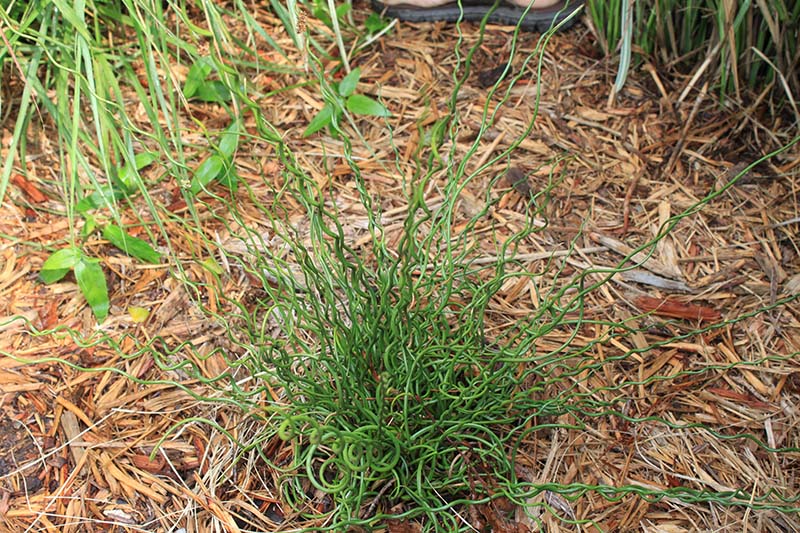 A plant with green, spiral stems growing in a flowerbed. A plant with green, spiral stems growing in a flowerbed.