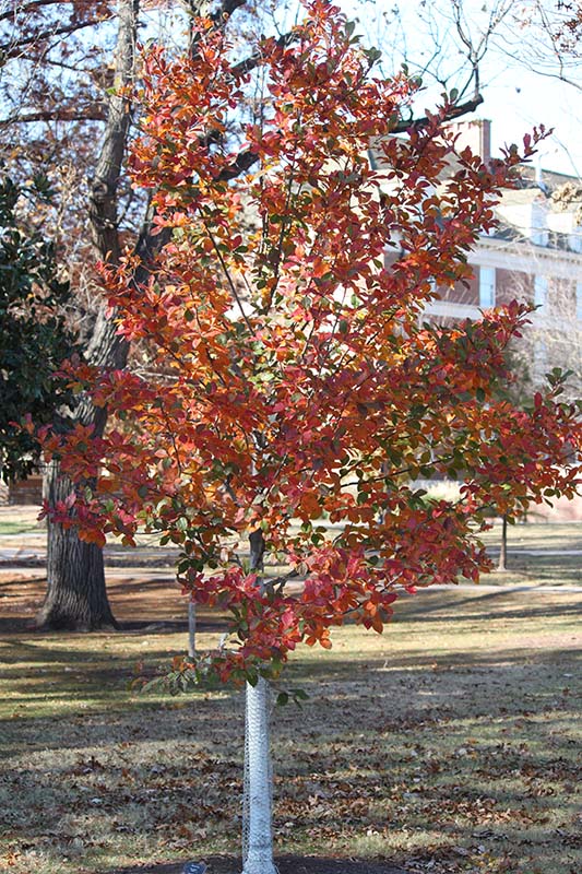 A small tree with orange, yellow and red leaves. A small tree with orange, yellow and red leaves.