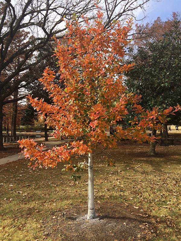 A small tree with orange and green leaves. A small tree with orange and green leaves.