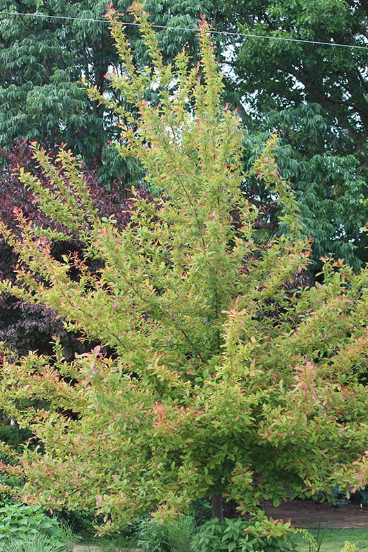 A small tree with red and green leaves. A small tree with red and green leaves.