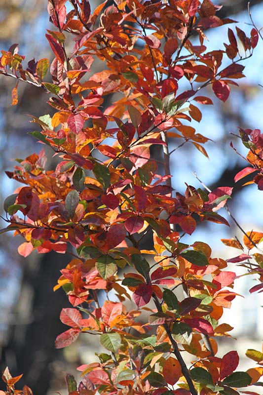 A tree limb with red, orange, yellow and green leaves. A tree limb with red, orange, yellow and green leaves.