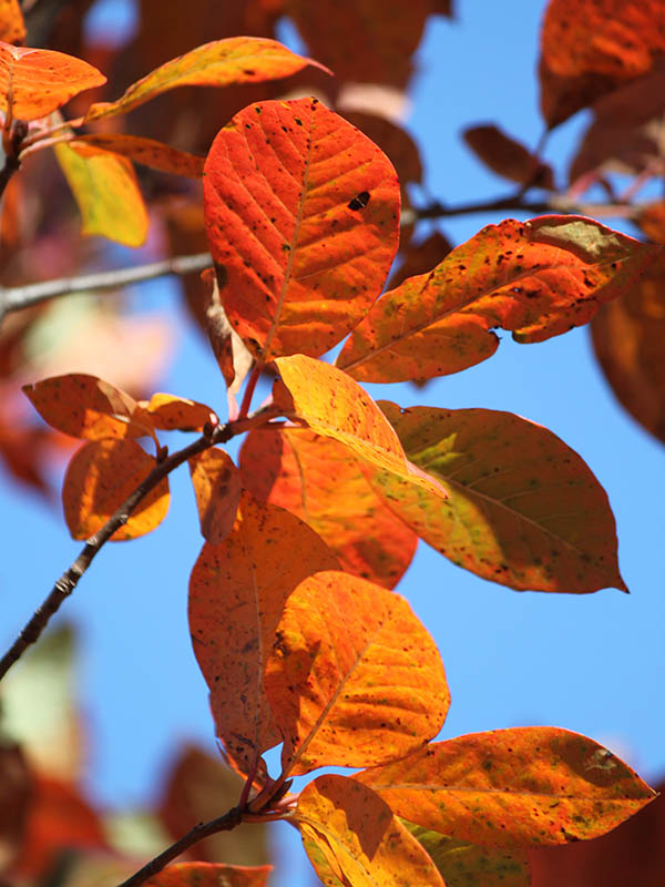 A tree limb with orange leaves. A tree limb with orange leaves.